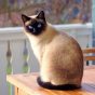 读者「屏幕边的猫」的评论头像
